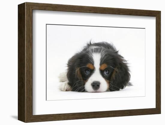 Tricolour Cavalier King Charles Spaniel Puppy, Lying with Chin on Floor-Mark Taylor-Framed Photographic Print