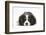 Tricolour Cavalier King Charles Spaniel Puppy, Lying with Chin on Floor-Mark Taylor-Framed Photographic Print