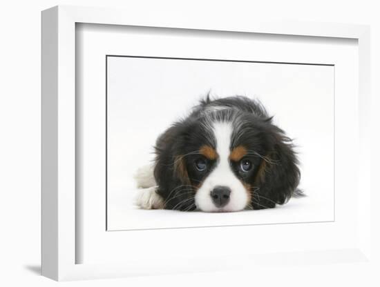 Tricolour Cavalier King Charles Spaniel Puppy, Lying with Chin on Floor-Mark Taylor-Framed Photographic Print