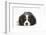 Tricolour Cavalier King Charles Spaniel Puppy, Lying with Chin on Floor-Mark Taylor-Framed Photographic Print