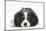 Tricolour Cavalier King Charles Spaniel Puppy, Lying with Chin on Floor-Mark Taylor-Mounted Photographic Print