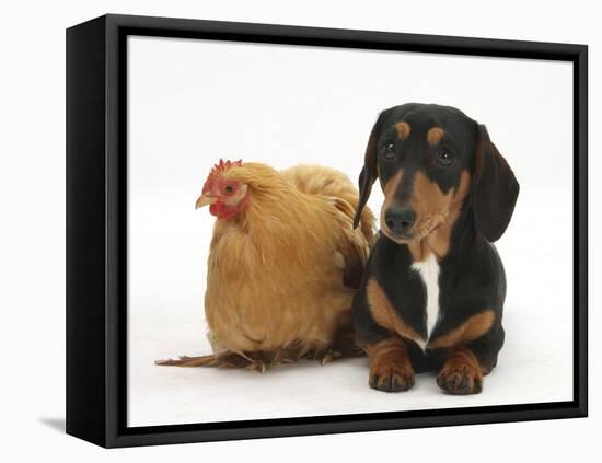 Tricolour Dachshund, and Chicken-Mark Taylor-Framed Stretched Canvas