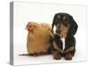 Tricolour Dachshund, and Chicken-Mark Taylor-Stretched Canvas