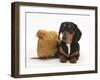 Tricolour Dachshund, and Chicken-Mark Taylor-Framed Photographic Print