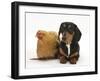 Tricolour Dachshund, and Chicken-Mark Taylor-Framed Photographic Print