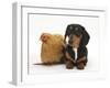 Tricolour Dachshund, and Chicken-Mark Taylor-Framed Photographic Print