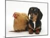 Tricolour Dachshund, and Chicken-Mark Taylor-Mounted Photographic Print