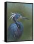 Tricolour Egret-Michael Jackson-Framed Stretched Canvas