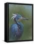 Tricolour Egret-Michael Jackson-Framed Stretched Canvas