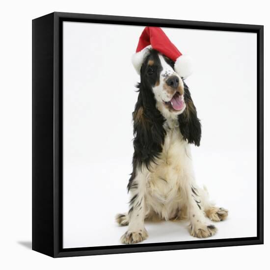 Tricolour English Cocker Spaniel, 7 Months Old, Wearing a Father Christmas Hat-Mark Taylor-Framed Stretched Canvas