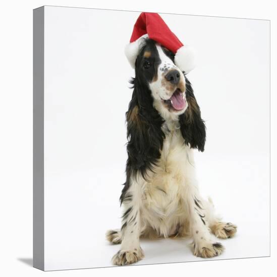 Tricolour English Cocker Spaniel, 7 Months Old, Wearing a Father Christmas Hat-Mark Taylor-Stretched Canvas