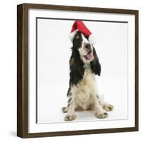 Tricolour English Cocker Spaniel, 7 Months Old, Wearing a Father Christmas Hat-Mark Taylor-Framed Photographic Print