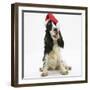 Tricolour English Cocker Spaniel, 7 Months Old, Wearing a Father Christmas Hat-Mark Taylor-Framed Photographic Print
