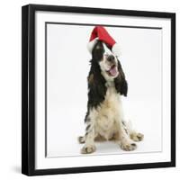 Tricolour English Cocker Spaniel, 7 Months Old, Wearing a Father Christmas Hat-Mark Taylor-Framed Photographic Print