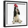 Tricolour English Cocker Spaniel, 7 Months Old, Wearing a Father Christmas Hat-Mark Taylor-Framed Photographic Print