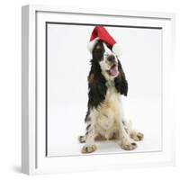 Tricolour English Cocker Spaniel, 7 Months Old, Wearing a Father Christmas Hat-Mark Taylor-Framed Photographic Print