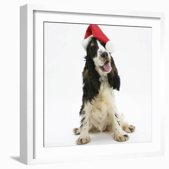 Tricolour English Cocker Spaniel, 7 Months Old, Wearing a Father Christmas Hat-Mark Taylor-Framed Photographic Print