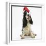 Tricolour English Cocker Spaniel, 7 Months Old, Wearing a Father Christmas Hat-Mark Taylor-Framed Photographic Print