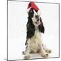 Tricolour English Cocker Spaniel, 7 Months Old, Wearing a Father Christmas Hat-Mark Taylor-Mounted Photographic Print