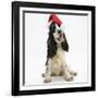 Tricolour English Cocker Spaniel, 7 Months Old, Wearing a Father Christmas Hat-Mark Taylor-Framed Photographic Print