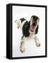 Tricolour English Cocker Spaniel, 7 Months, Panting-Mark Taylor-Framed Stretched Canvas