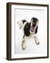 Tricolour English Cocker Spaniel, 7 Months, Panting-Mark Taylor-Framed Photographic Print