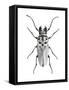 Trictenotoma Beetle-Lawrence Lawry-Framed Stretched Canvas