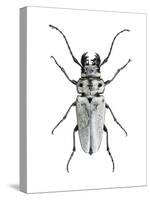 Trictenotoma Beetle-Lawrence Lawry-Stretched Canvas