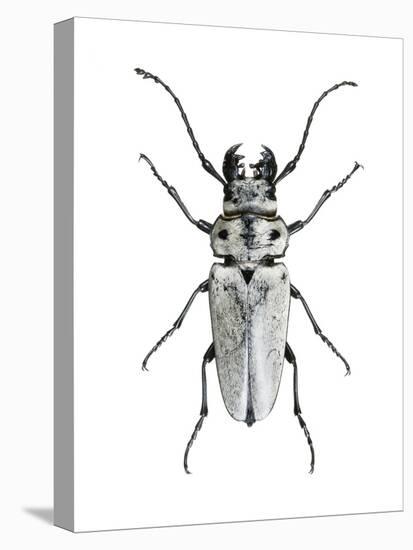 Trictenotoma Beetle-Lawrence Lawry-Stretched Canvas