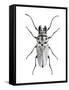 Trictenotoma Beetle-Lawrence Lawry-Framed Stretched Canvas