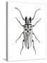 Trictenotoma Beetle-Lawrence Lawry-Stretched Canvas