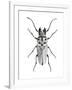 Trictenotoma Beetle-Lawrence Lawry-Framed Photographic Print