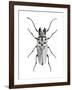 Trictenotoma Beetle-Lawrence Lawry-Framed Photographic Print