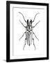 Trictenotoma Beetle-Lawrence Lawry-Framed Photographic Print