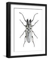 Trictenotoma Beetle-Lawrence Lawry-Framed Photographic Print