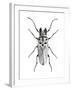 Trictenotoma Beetle-Lawrence Lawry-Framed Photographic Print