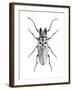 Trictenotoma Beetle-Lawrence Lawry-Framed Photographic Print