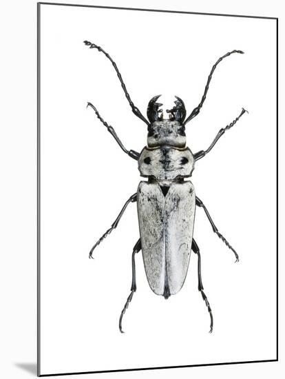 Trictenotoma Beetle-Lawrence Lawry-Mounted Photographic Print