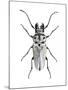 Trictenotoma Beetle-Lawrence Lawry-Mounted Photographic Print