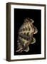 Tridacna Noae-Paul Starosta-Framed Photographic Print