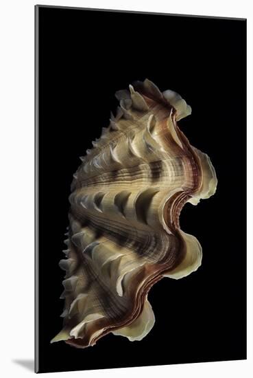 Tridacna Noae-Paul Starosta-Mounted Photographic Print