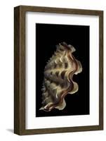 Tridacna Noae-Paul Starosta-Framed Photographic Print