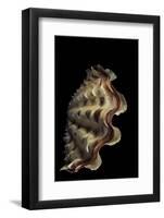 Tridacna Noae-Paul Starosta-Framed Photographic Print