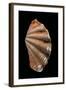 Tridacna Squamosa-Paul Starosta-Framed Photographic Print