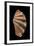 Tridacna Squamosa-Paul Starosta-Framed Photographic Print