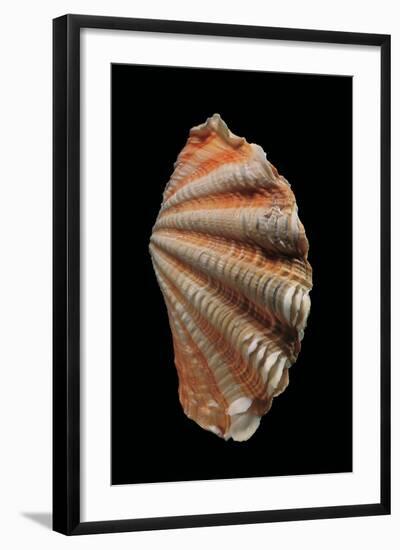 Tridacna Squamosa-Paul Starosta-Framed Photographic Print