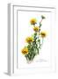 Tridax Gaillardioides-H.g. Moon-Framed Art Print