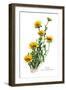 Tridax Gaillardioides-H.g. Moon-Framed Art Print