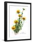 Tridax Gaillardioides-H.g. Moon-Framed Art Print