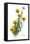 Tridax Gaillardioides-H.g. Moon-Framed Stretched Canvas